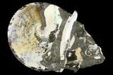 Fossil Ammonite (Sphenodiscus) & Gastropod - South Dakota #117171-1